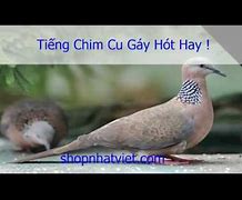 Nghe Tiếng Cu Gáy Hót