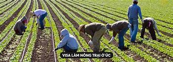 Việc Làm Nông Trại Tại Úc Mới Nhất